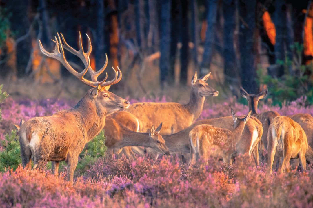 Herten-Veluwe