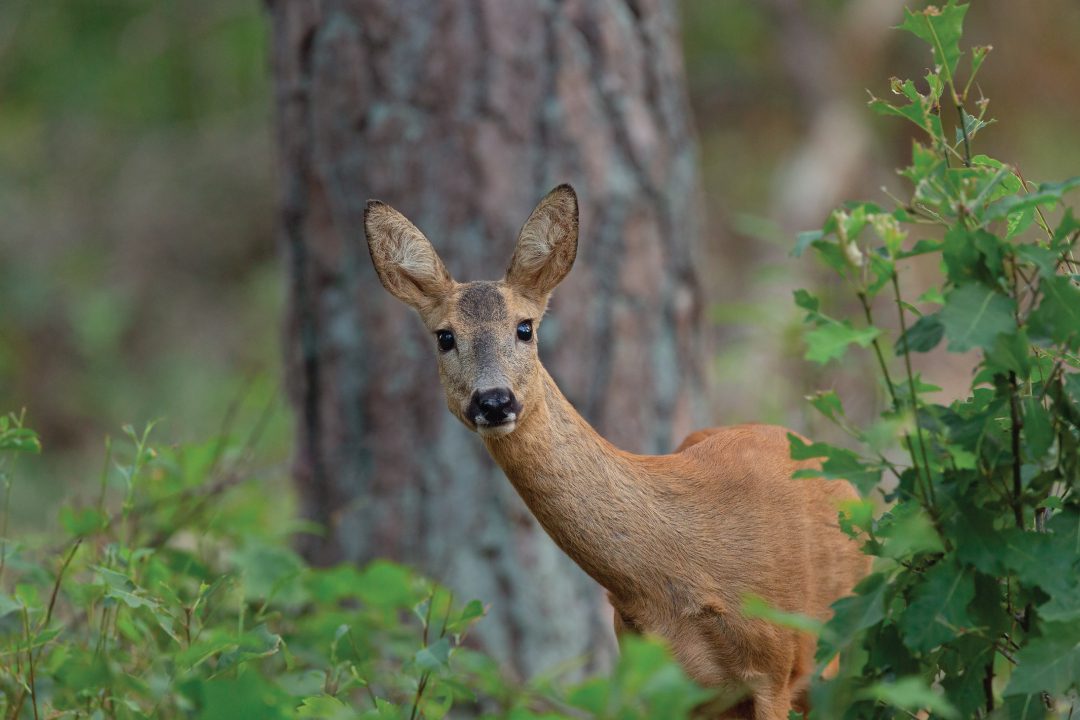 Veluwe-Hert