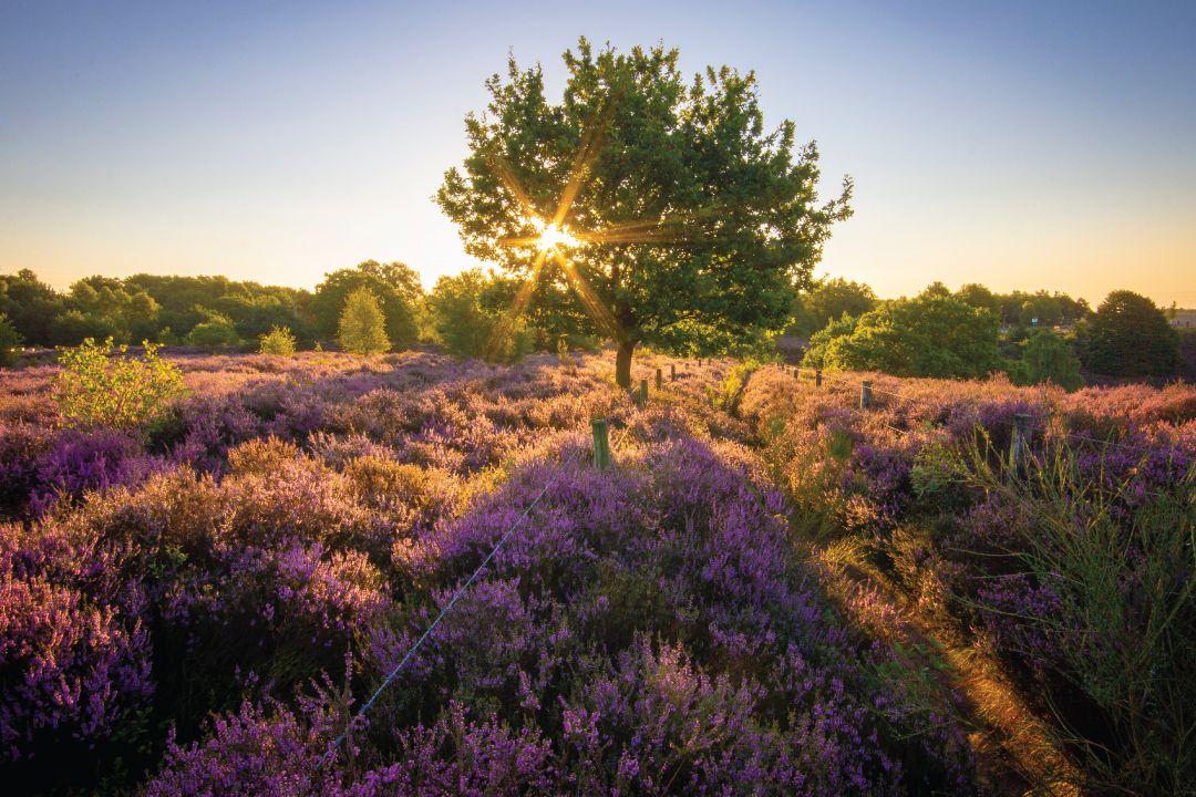 Veluwe